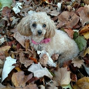 Meet your Posher, Laurel